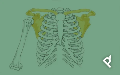 EL CINTURÓN ESCAPULAR EN PILATES, EL SEGUNDO POWERHOUSE