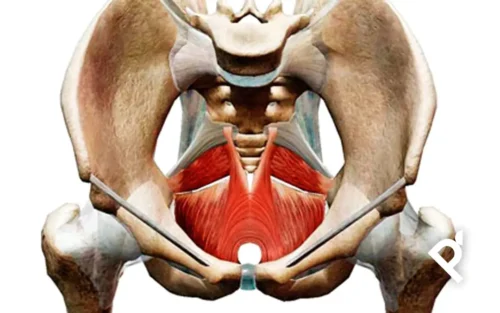 EL SUELO PÉLVICO EN PILATES