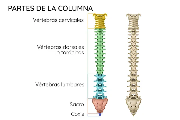 Partes de la columna vertebral diferenciando entre vértebras cervicales, dorsales, lumbares, sacro y coxis