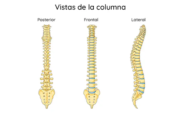 Vistas de la columna: frontal, posterior y lateral