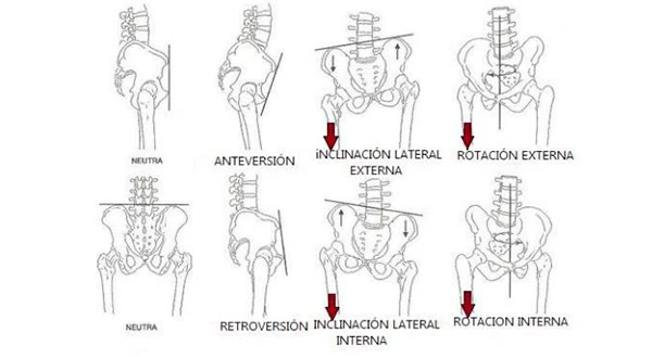Esquema de los movimientos de la pelvis humana