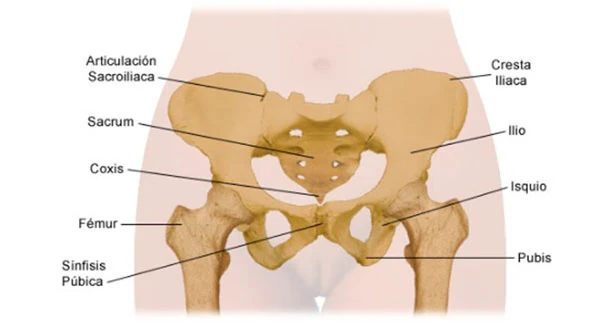 Esquema de partes de la pelvis humana