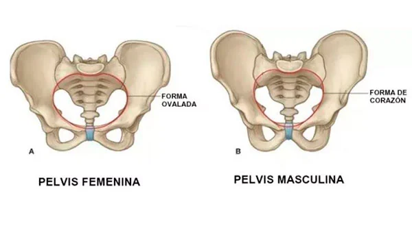 Esquema diferencias de la pelvis humana masculina y femenina