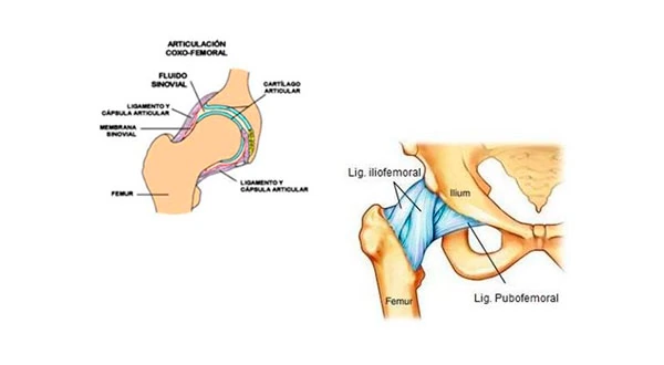 Articulación de la cadera y ligamentos iliosafemorales