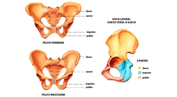Huesos de la pelvis como referencia anatómica en el Pilates

