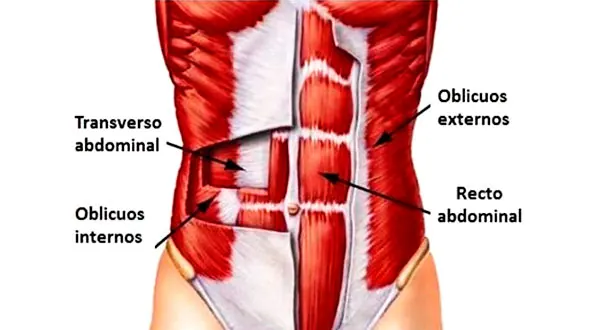 Músculos del abdomen como referencia anatómica en el Pilates
