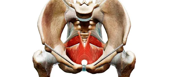 Imagen del suelo pélvico como referencia anatómica en el Pilates
