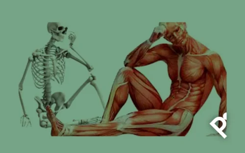 REFERENCIAS ANATÓMICAS EN PILATES