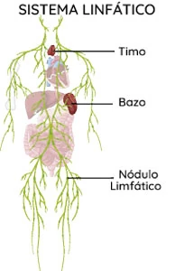 Esquema de sistema linfático