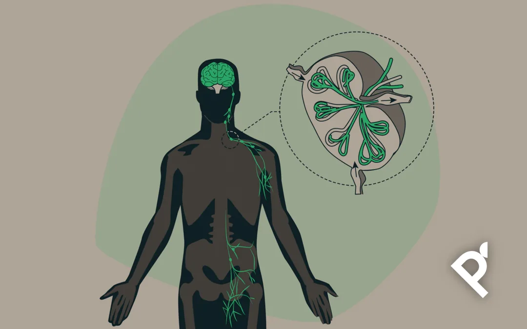 metodo-pilates-y-el-sistema-linfatico Dibujo con el esquema de sistema linfático